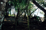 Martinique Coastal Forest