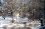 Forest-Snow-Train5