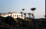 Pantelleria Palm Ghosts Vgn