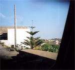 Pantelleria Tree on Road Vgn